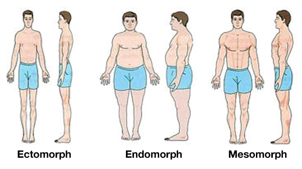 somatotype body types