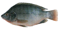 tilapia post workout
