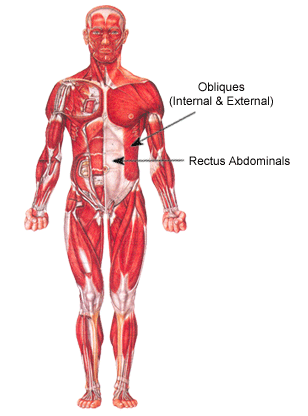 abdominal muscles diagram