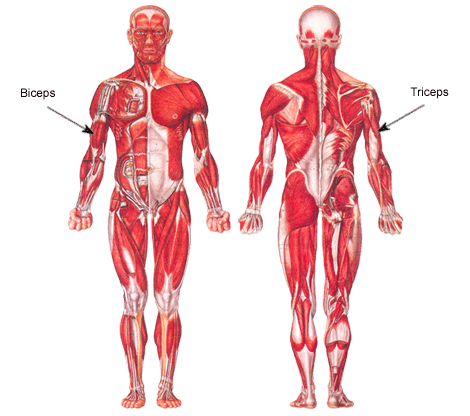 arm muscles diagram