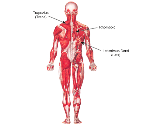 back muscles diagram