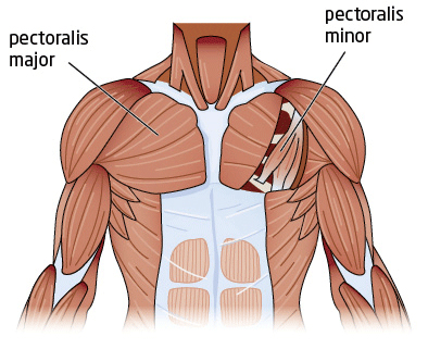 chest muscles diagram