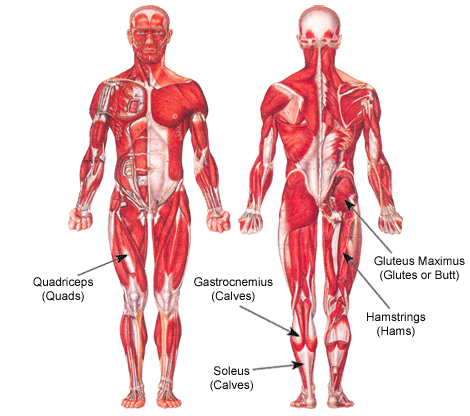 leg muscles diagram