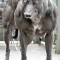 dog growing muscle