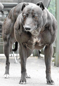 dog growing muscle
