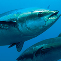 live tuna fish in ocean