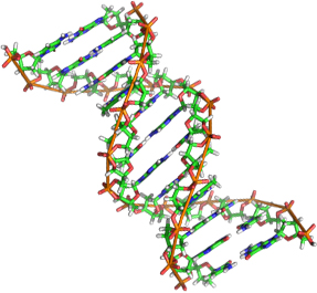 hgh-dna-structure